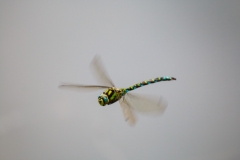 IMG_8187-Libelle-ID0309-Doc